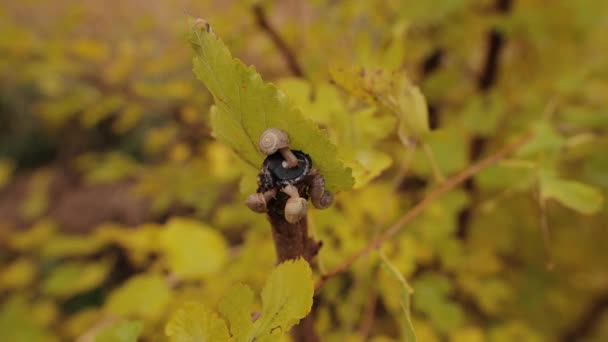 Snegler Natur Regnværsdagen Inkludert Originallyden – stockvideo