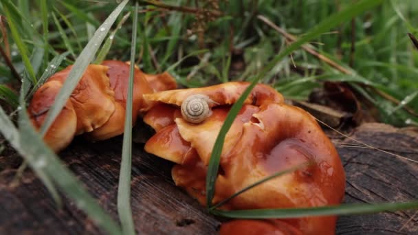 Schnecke Auf Pfifferlingspilzen Regentag Originalton Inklusive — Stockvideo