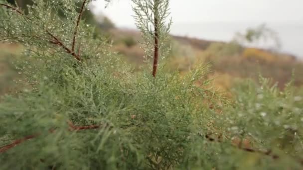 Πράσινο Φυτό Στις Σταγόνες Βροχής Πρωτότυπο Ήχο Συμπεριλαμβάνεται — Αρχείο Βίντεο