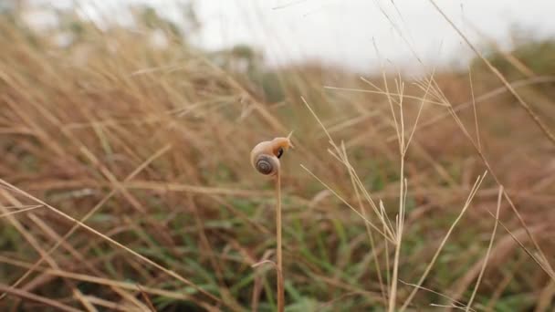 Snigel Naturen Den Regniga Dagen Original Ljud Ingår — Stockvideo