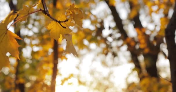 Žluté Podzimní Javorové Listy Podzimním Dni Podzimní List Pozadí — Stock video