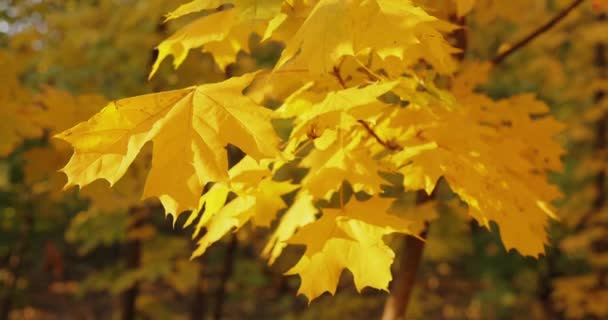 Gelber Herbst Ahorn Blättert Herbsttag — Stockvideo