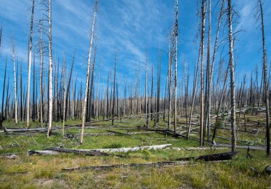 Yellowstone Ulusal Parkı 'nda orman yanıyor