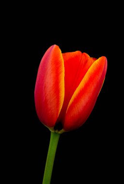 Siyah arka planda, izole lale çiçeği.