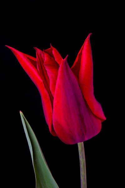 Isolated tulip flower on a black background