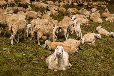 Herd, Rhemes Notre Dame Valley, Aosta Valley Italy