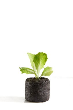 beyaz zemin üzerine toprak yeşil bitki