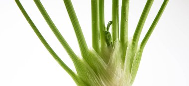 Beyaz arkaplanda taze yeşil rezene ampulü