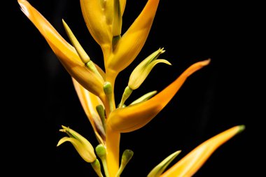 Siyah arka planda güzel sarı çiçek