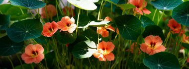 Bahçedeki güzel çiçekler