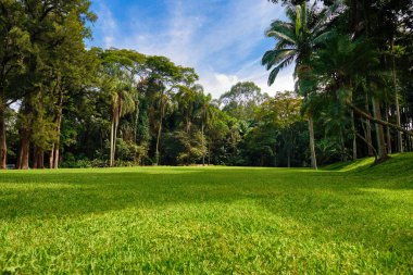 Yaz aylarında güzel yeşil park