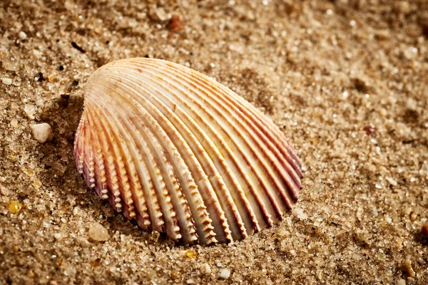 Sea Shells Beach — Stock Photo, Image