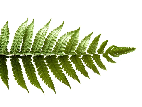 green leaves of fern on white background