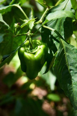 Bahçede yetişen yeşil biber