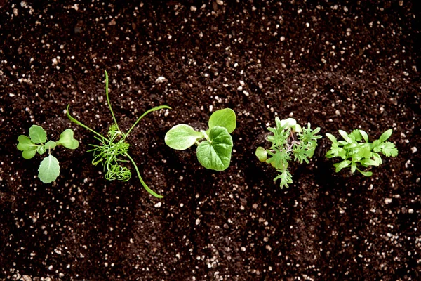 Mladé Zelené Rostliny Rostoucí Půdě — Stock fotografie