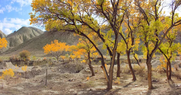 Bellissimi Alberi Gialli Vicino Fiume Regione Dei Khizi Azerbaigian — Foto Stock