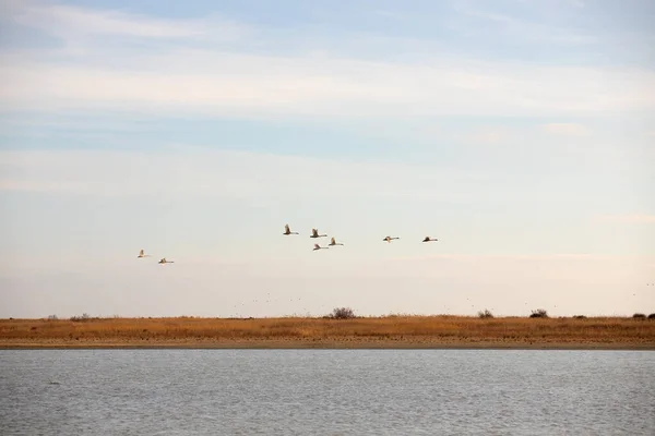 White swans are flying over the sea. Baku. Azerbaijan.