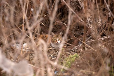 A wild cat sits in dry reeds.