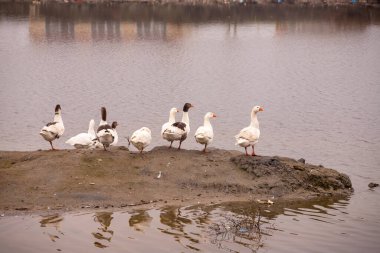 White geese are sitting on an island, the Kura river. The city of Neftechala. Azerbaijan.