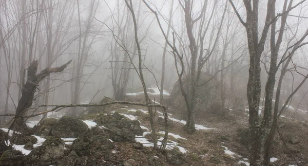 Grandi Massi Nella Foresta Nebbiosa — Foto Stock