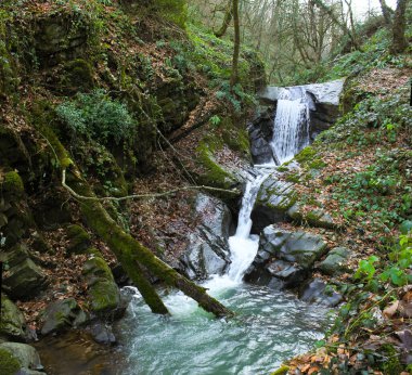 Ormandaki güzel şelale. Lerik. Masalli bölgesi. Azerbaycan.