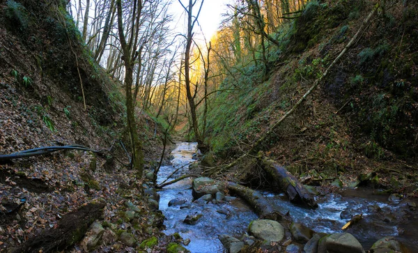 Rzeka Lesie Wysoko Górach Masalli Azerbejdżan — Zdjęcie stockowe