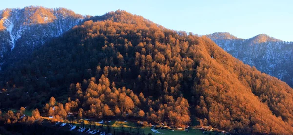 Żółte Drzewa Górach Promieniach Słońca Jestem Gabala Azerbejdżan — Zdjęcie stockowe