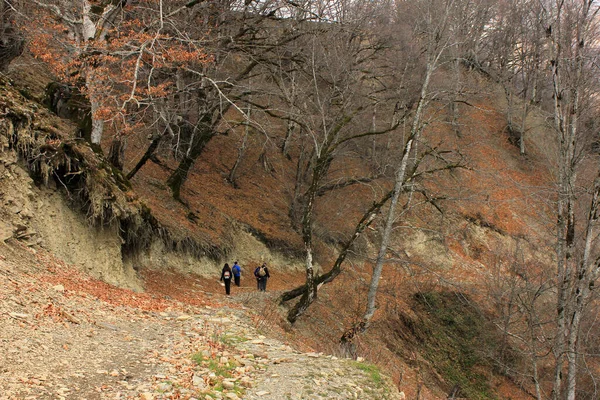 Tourists Walk Road Forest Gabala Azerbaijan — Stock Photo, Image