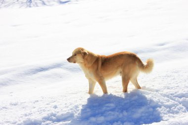 Turuncu köpek uzağa bakıyor..