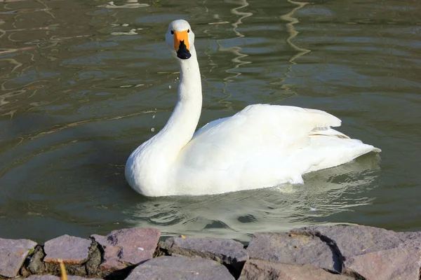 Bílá Krásná Labuť Plave Rybníku — Stock fotografie