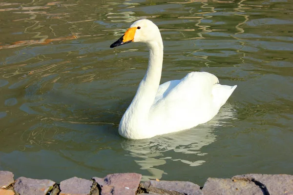 Branco Belo Cisne Nada Lagoa — Fotografia de Stock