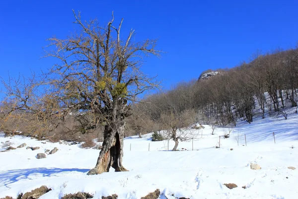 Vecchio Albero Nella Foresta Invernale Montagna — Foto Stock