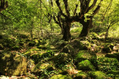 Ormanda yeşil yosunlarla kaplı kayalar..