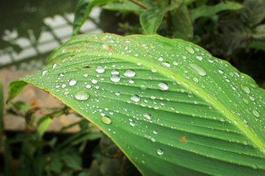 Gladiolus 'un yapraklarına düşer. Shirvanshahlar 'ın sarayının avlusunda. Bakü. Azerbaycan.