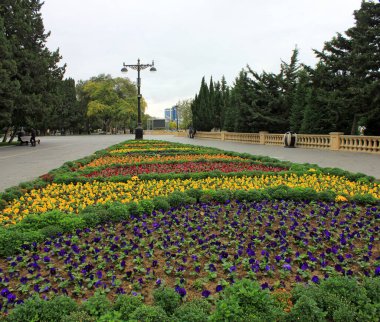 Bakü. Azerbaycan. 16, 10.2016. Primorsky Bulvarı 'nda güzel çiçekler.