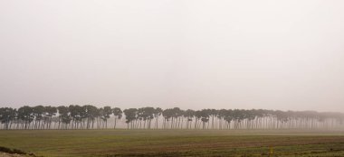 Christmas trees planted in a row, leaving in the fog.