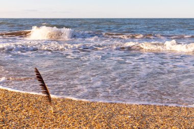 Güzel sarı kumda kuş tüyü. Hazar Denizi.