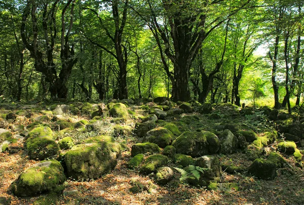 Klippor Täckta Med Grön Mossa Skogen — Stockfoto