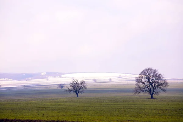 Two Oak Silhouettes Winter Field — Foto de Stock