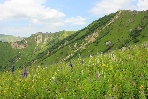 Schöne Blumen Den Bergen Laza Dorf Region Kusar Aserbaidschan — Stockfoto
