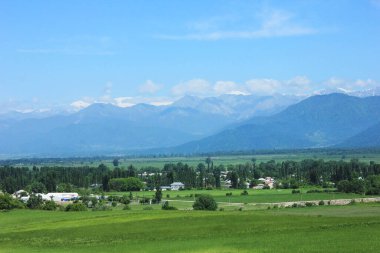 Genç yeşil buğday tarlası. İsmayilli. Azerbaycan.