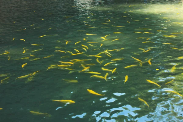 Beautiful Yellow Trout Swims Lake — Stockfoto