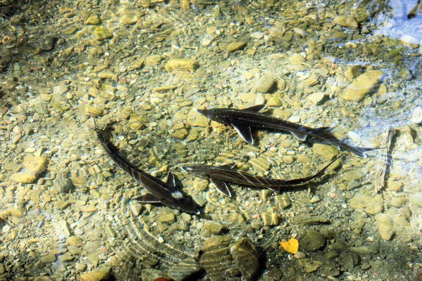 Dos Pequeños Esturiones Nadan Río — Foto de Stock