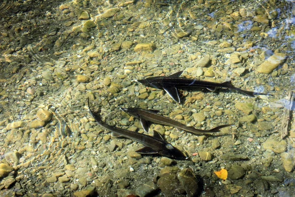 Three Small Sturgeons Swimming River — Stockfoto