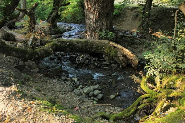 Красива Річка Тече Тихому Лісі — стокове фото