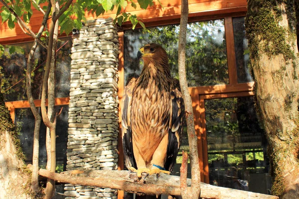Beautiful Adult Eagle Wild Look — Stock Photo, Image