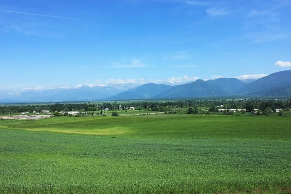 Campo Trigo Verde Joven Ismayilli Azerbaiyán —  Fotos de Stock