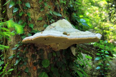 Ormandaki bir ağaçtaki mantar paraziti.