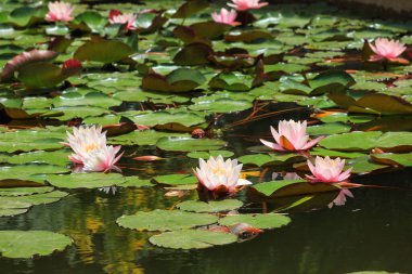 Botanik bahçesindeki havuzda nilüferler.