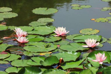 Botanik bahçesindeki havuzda nilüferler.